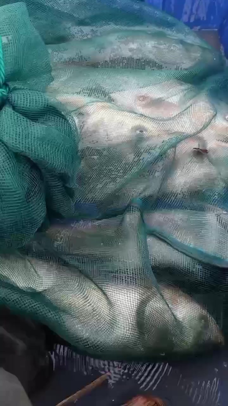 太湖白鲢每天正常400斤