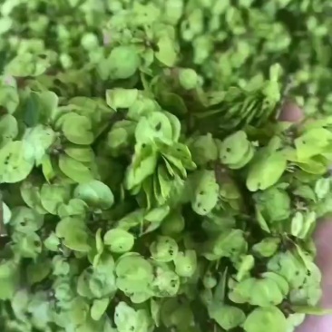 榆钱新鲜榆钱干榆钱