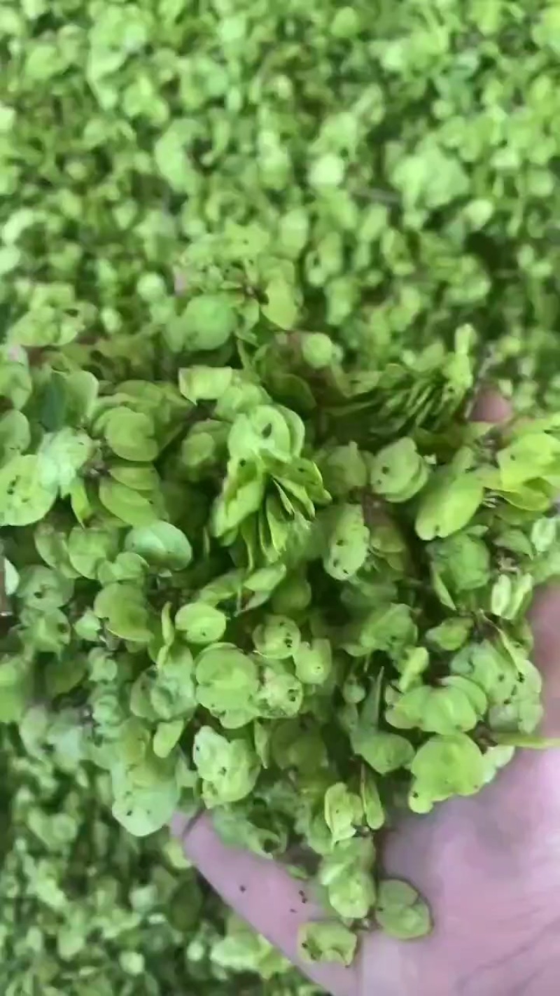 榆钱新鲜榆钱干榆钱