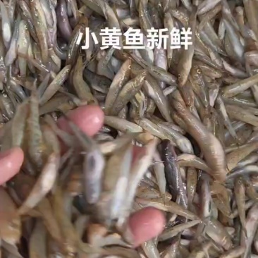 小黄鱼新鲜上货