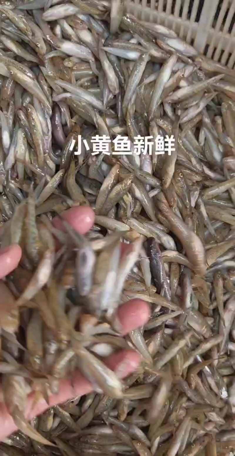 小黄鱼新鲜上货