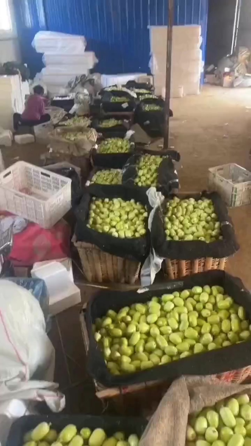一件代发玉女黄瓜