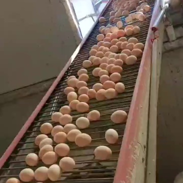 精品，每天现货