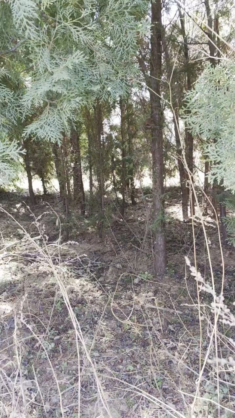 柏树叶