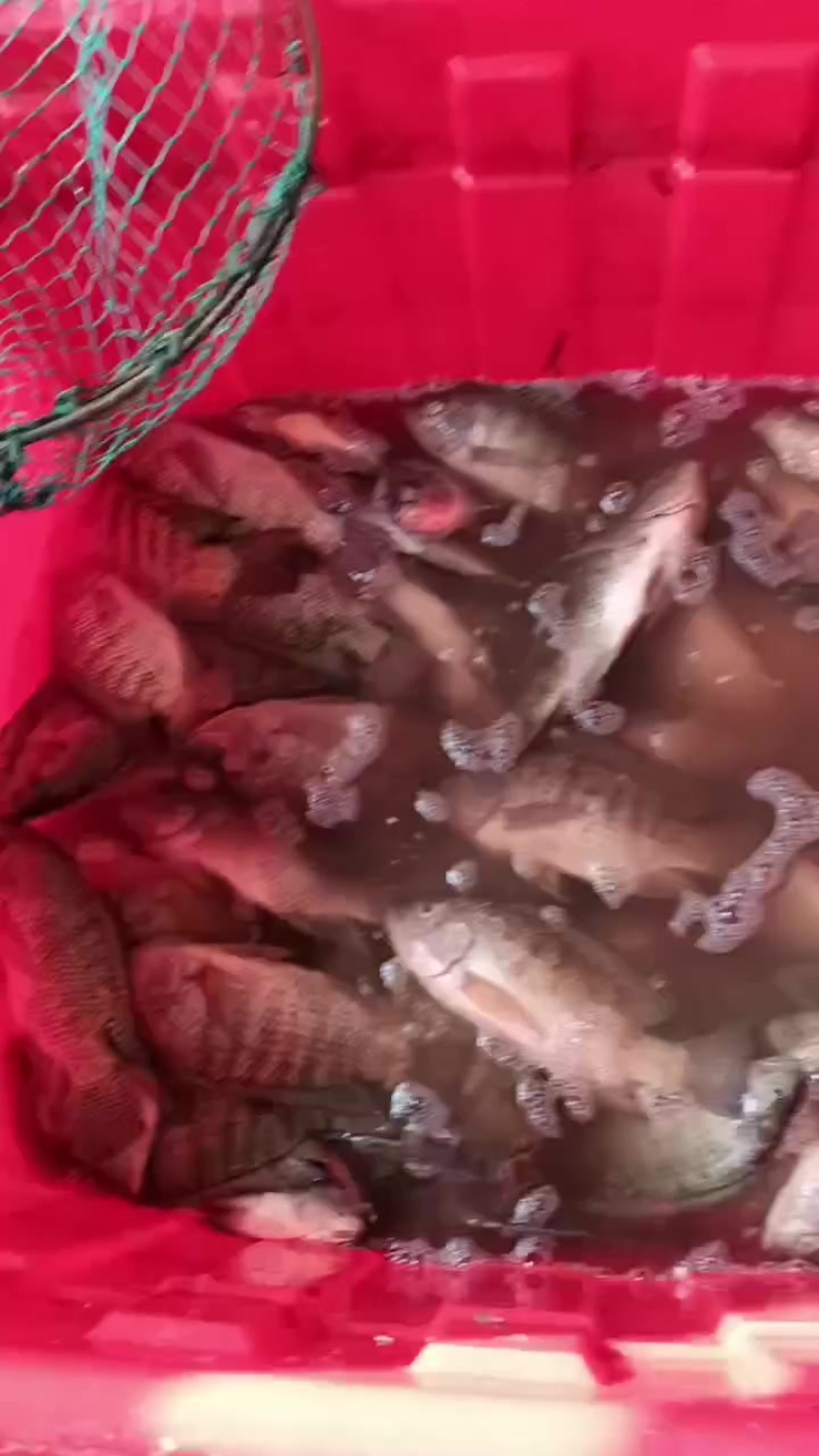 大量出罗非鱼，100克到700克都有，，