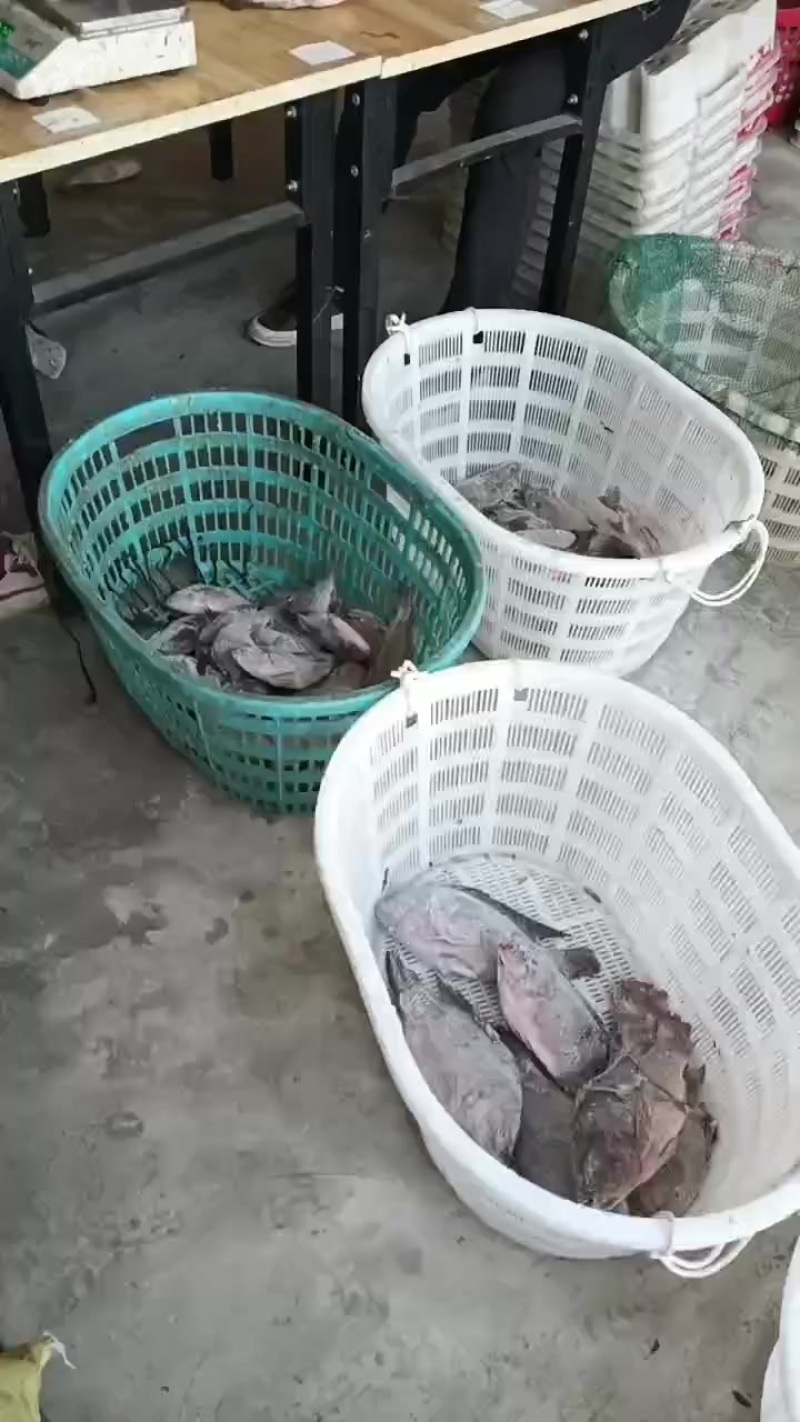 大量出罗非鱼，100克到700克都有，，