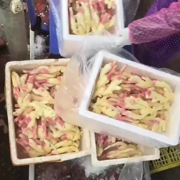 子姜