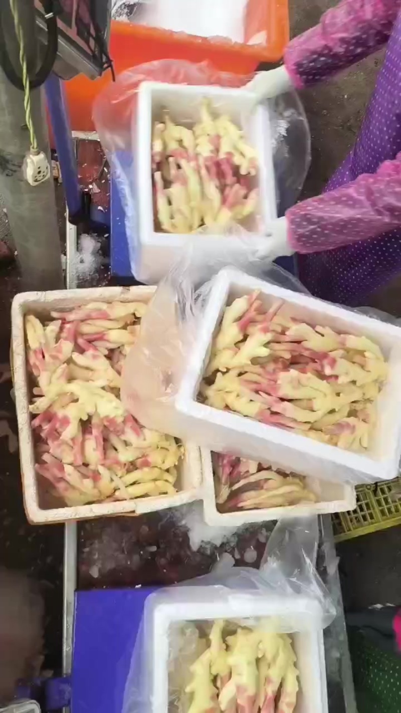 子姜