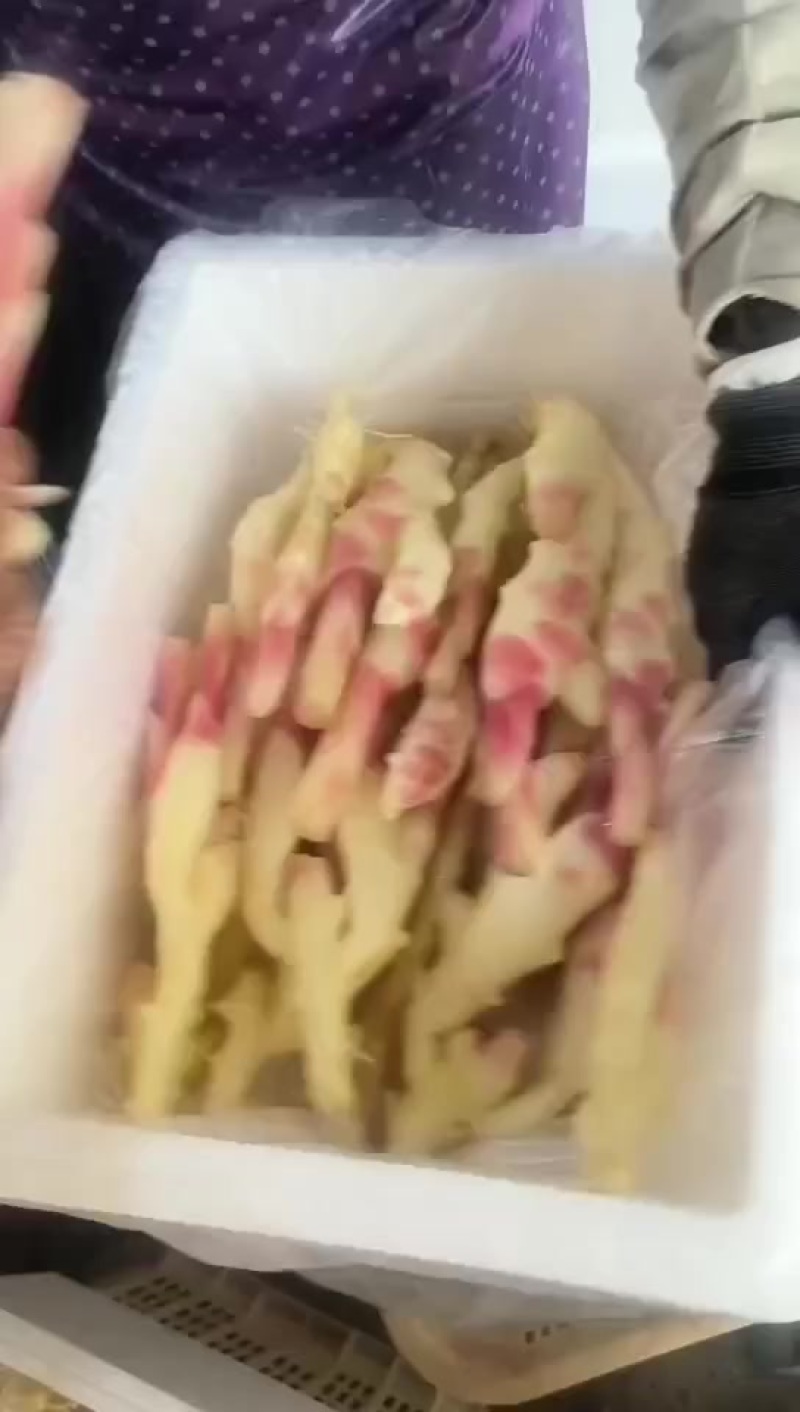 子姜
