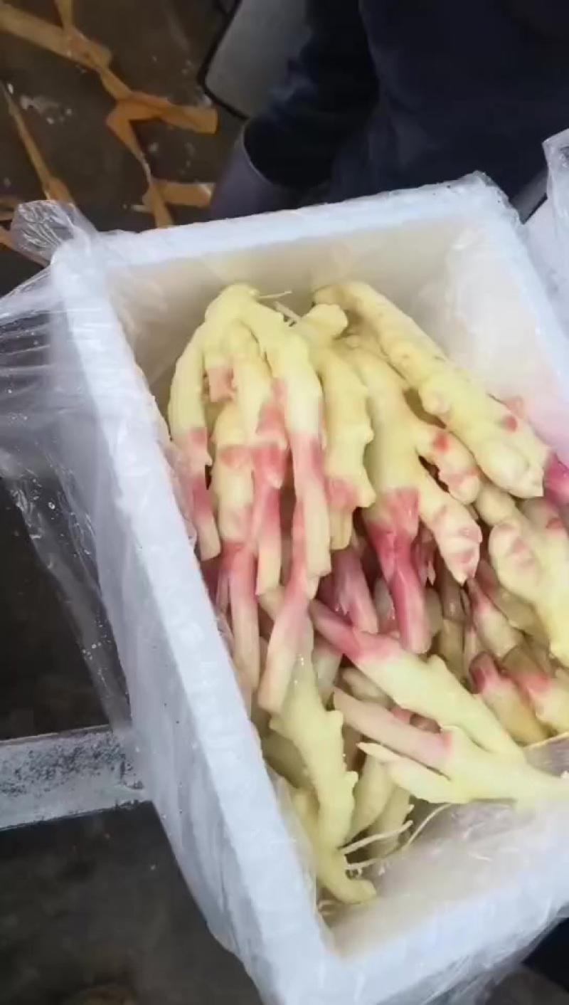 子姜