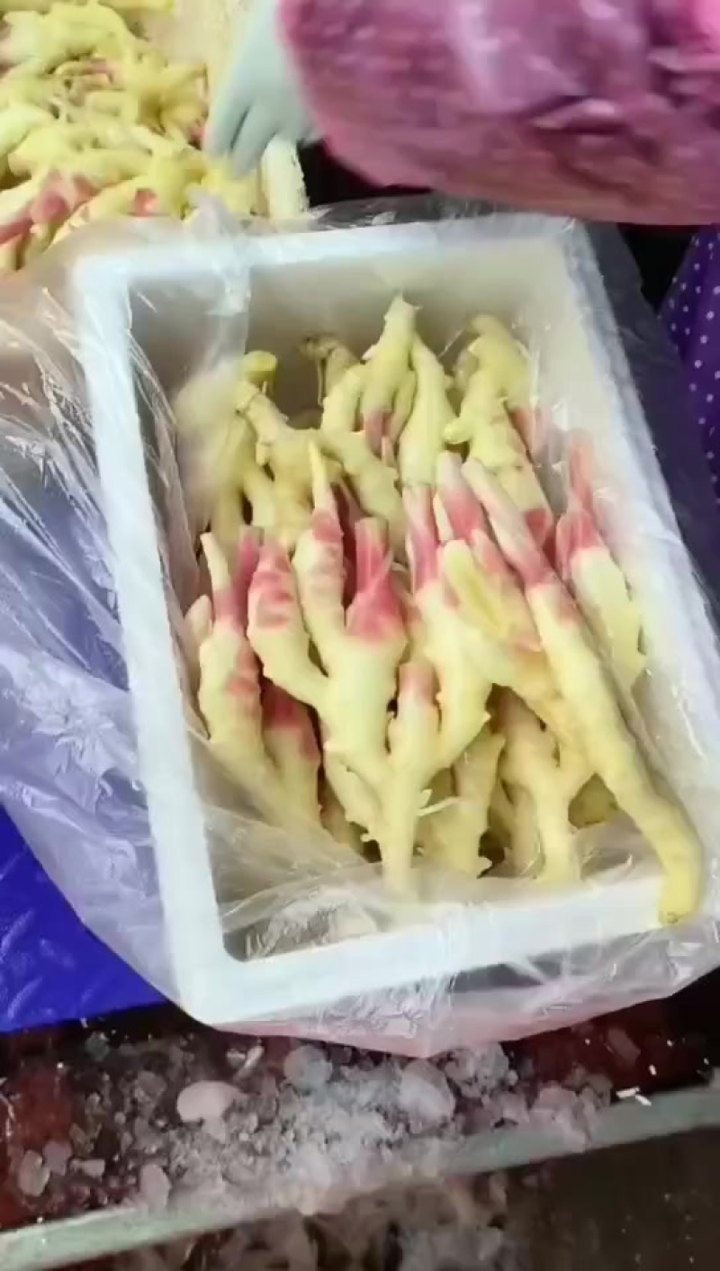 子姜
