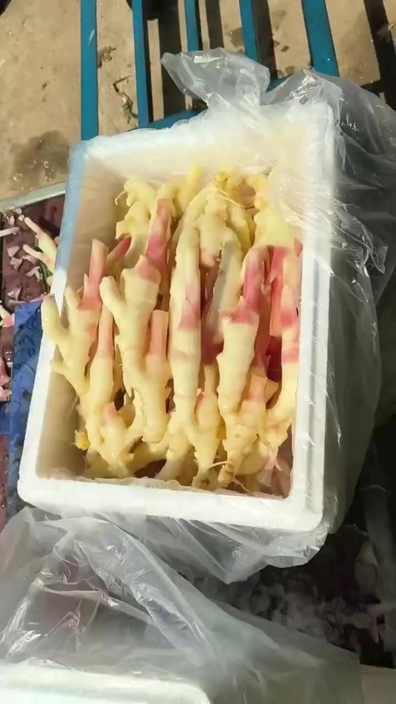 子姜