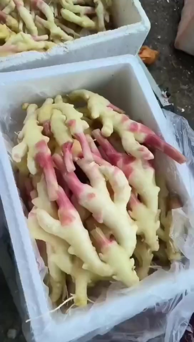 子姜