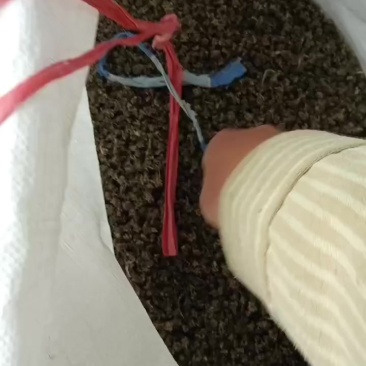 纯野生猫爪草