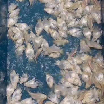 白色球体蝴蝶鲤