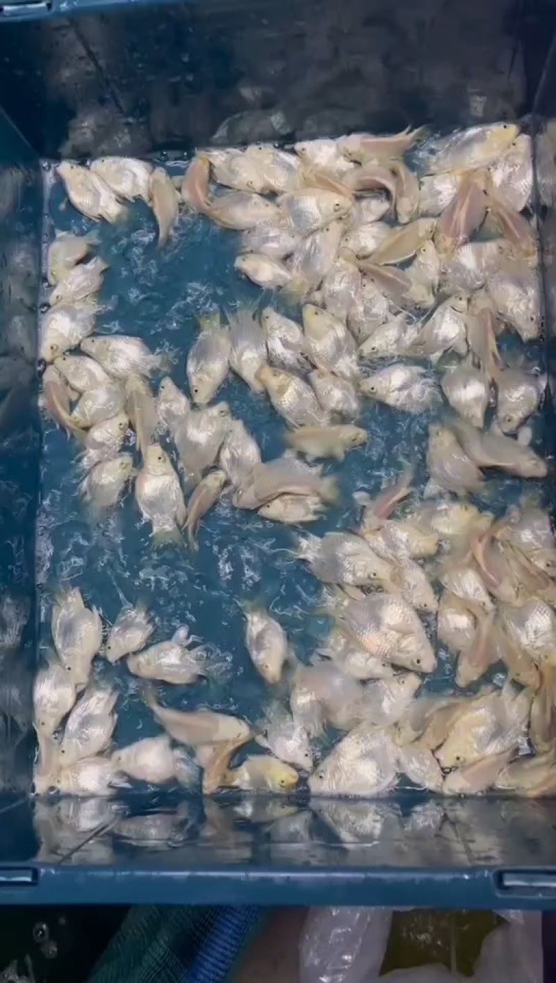 白色球体蝴蝶鲤