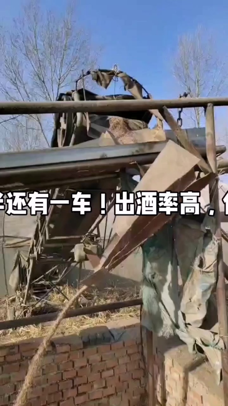 东北高粱碎半