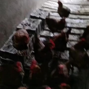 母鸡，公鸡自家养的散养土鸡