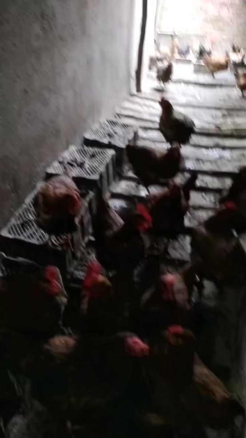 母鸡，公鸡自家养的散养土鸡