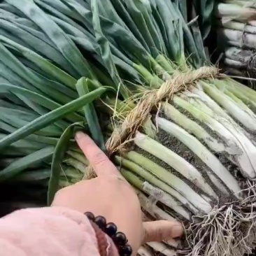 四季分葱