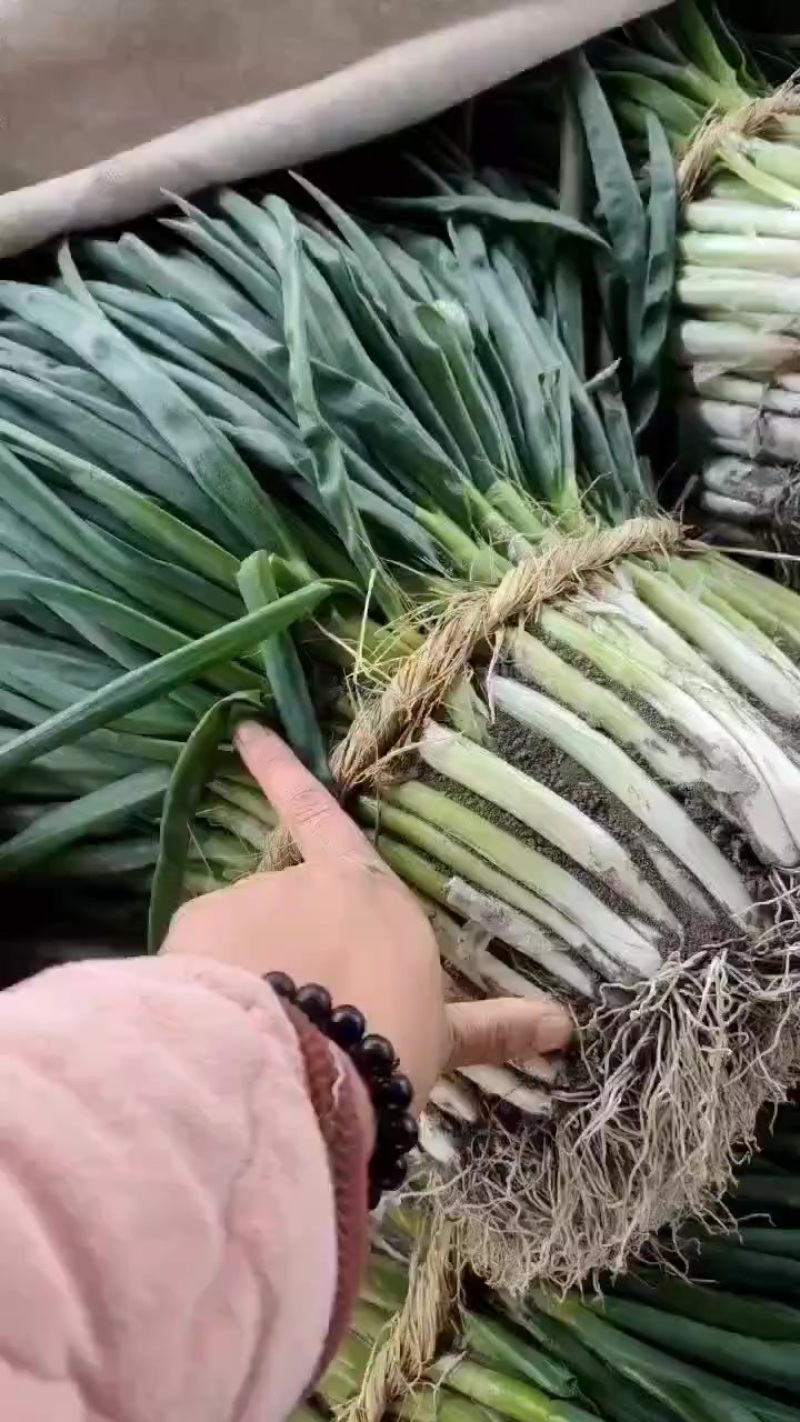 四季分葱