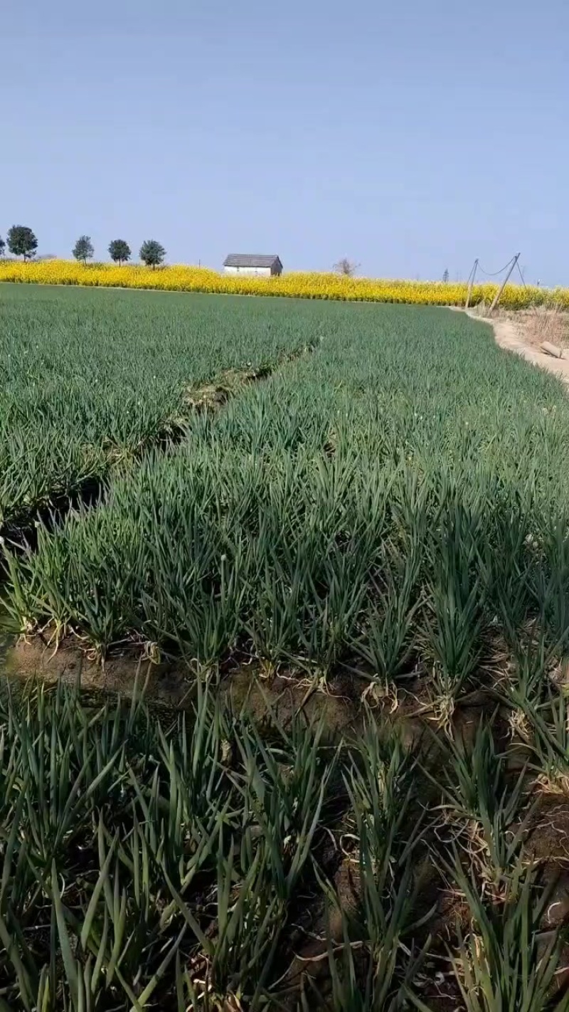 四季分葱