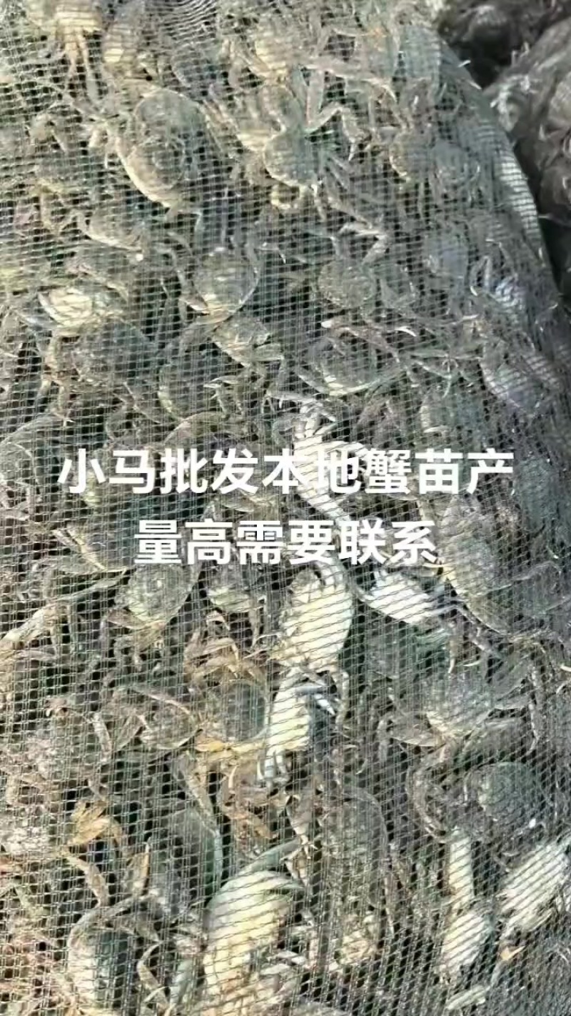 七里海本地蟹苗量大