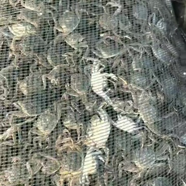 七里海本地蟹苗量大