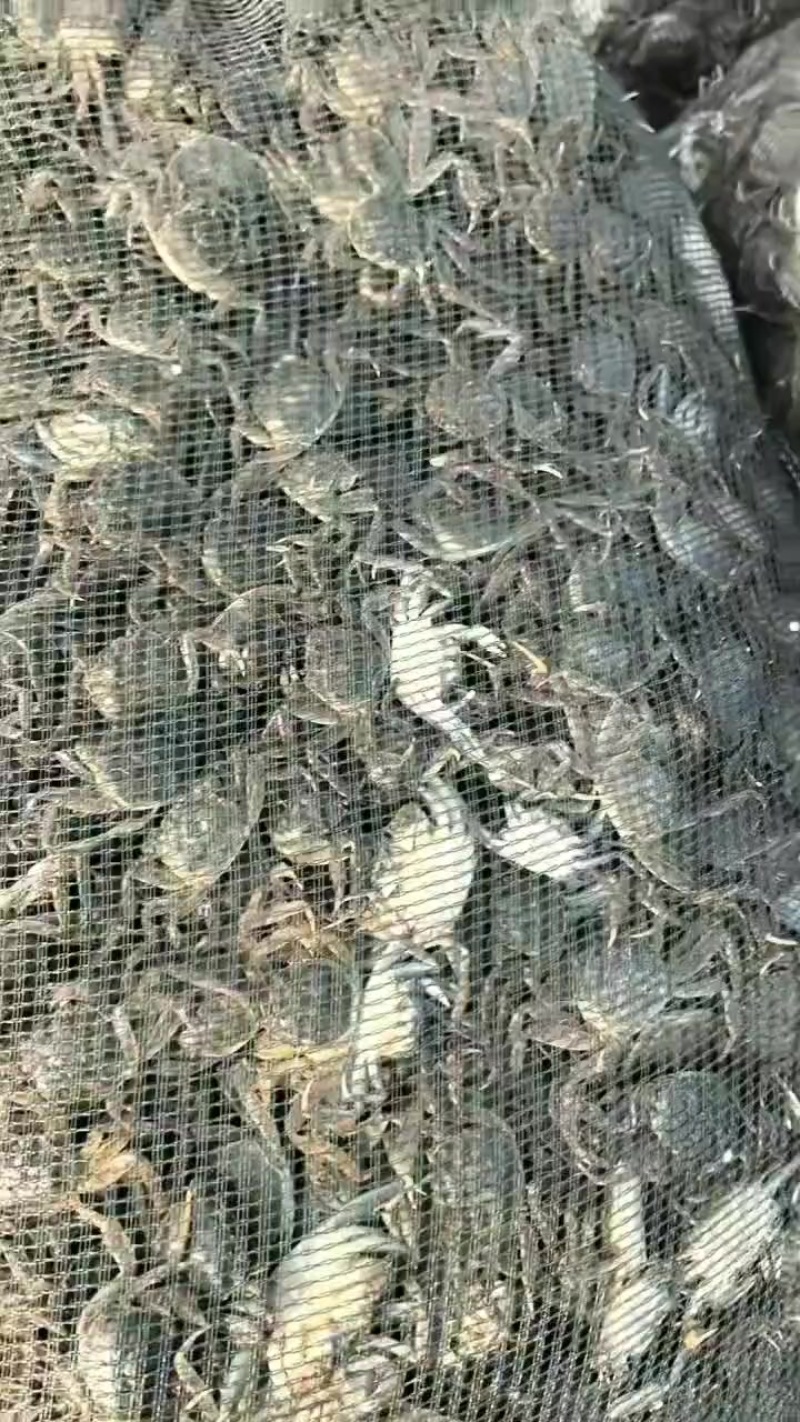 七里海本地蟹苗量大