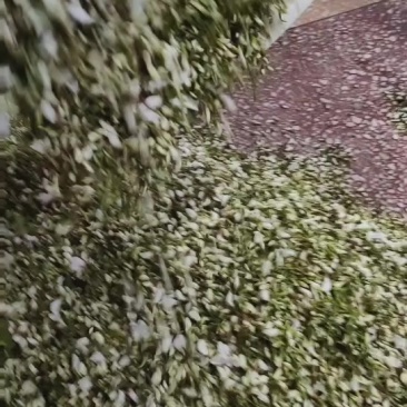 洋槐花