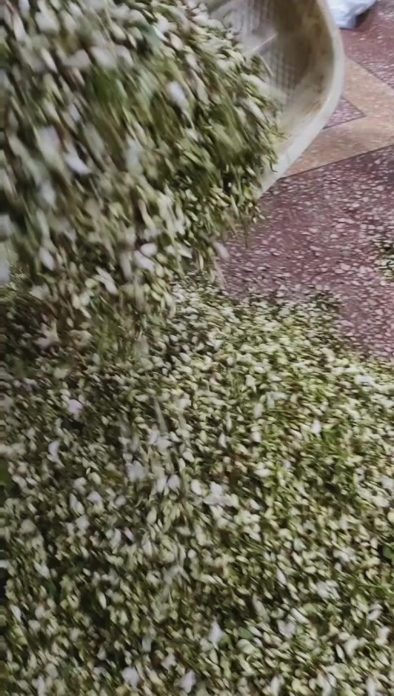洋槐花