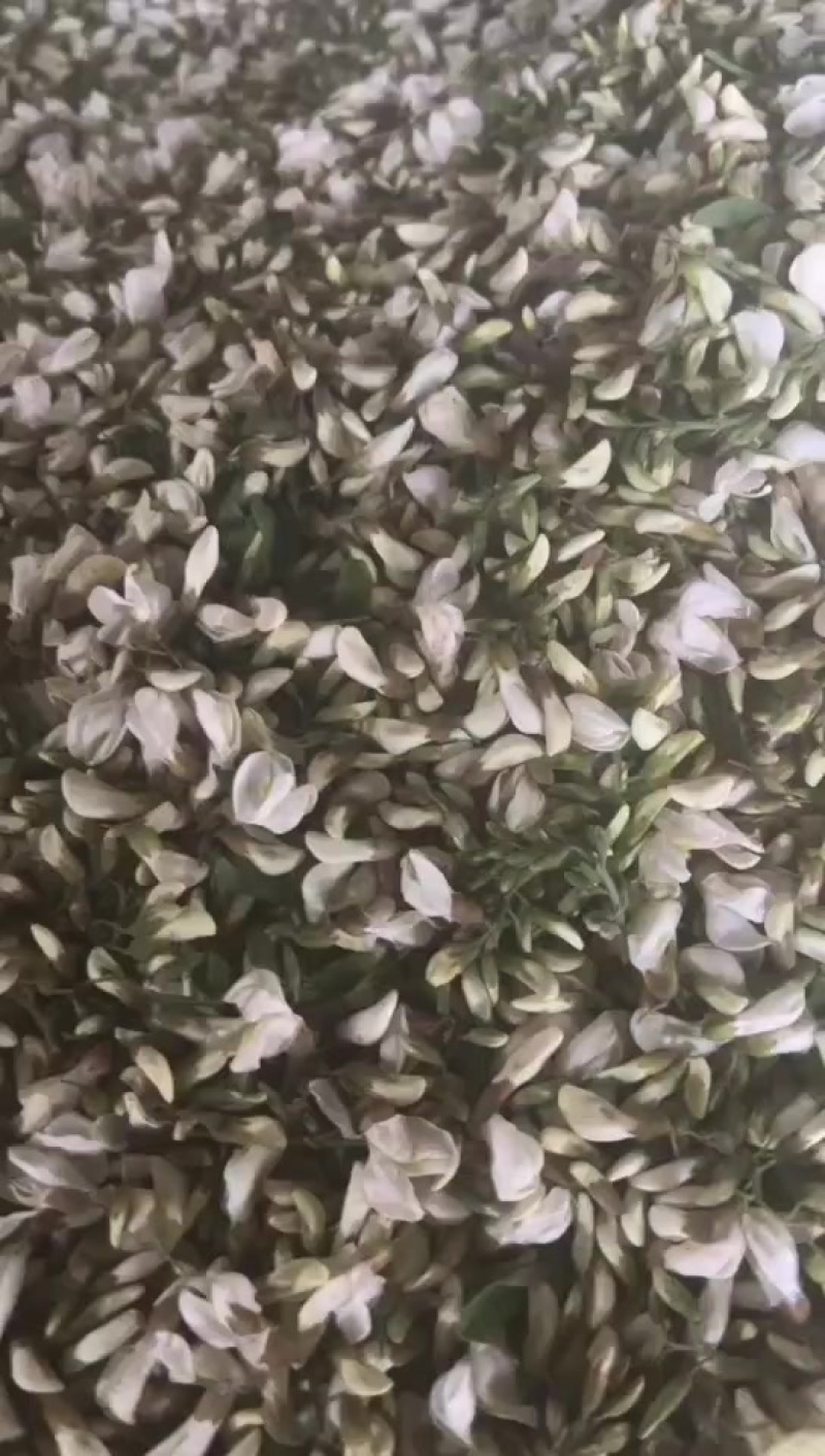 洋槐花