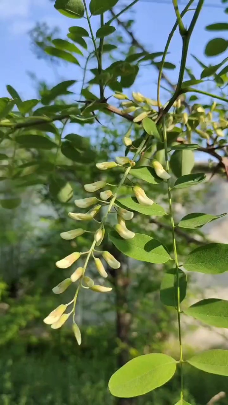 洋槐花