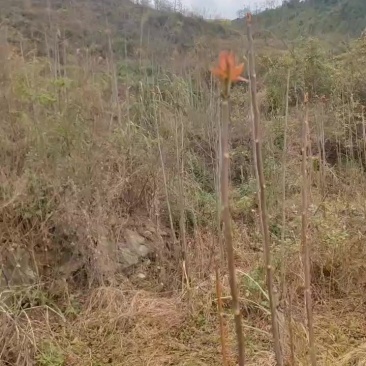 贵州道真红油香椿