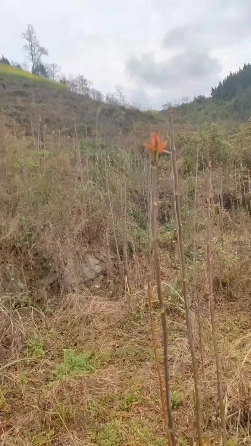 贵州道真红油香椿