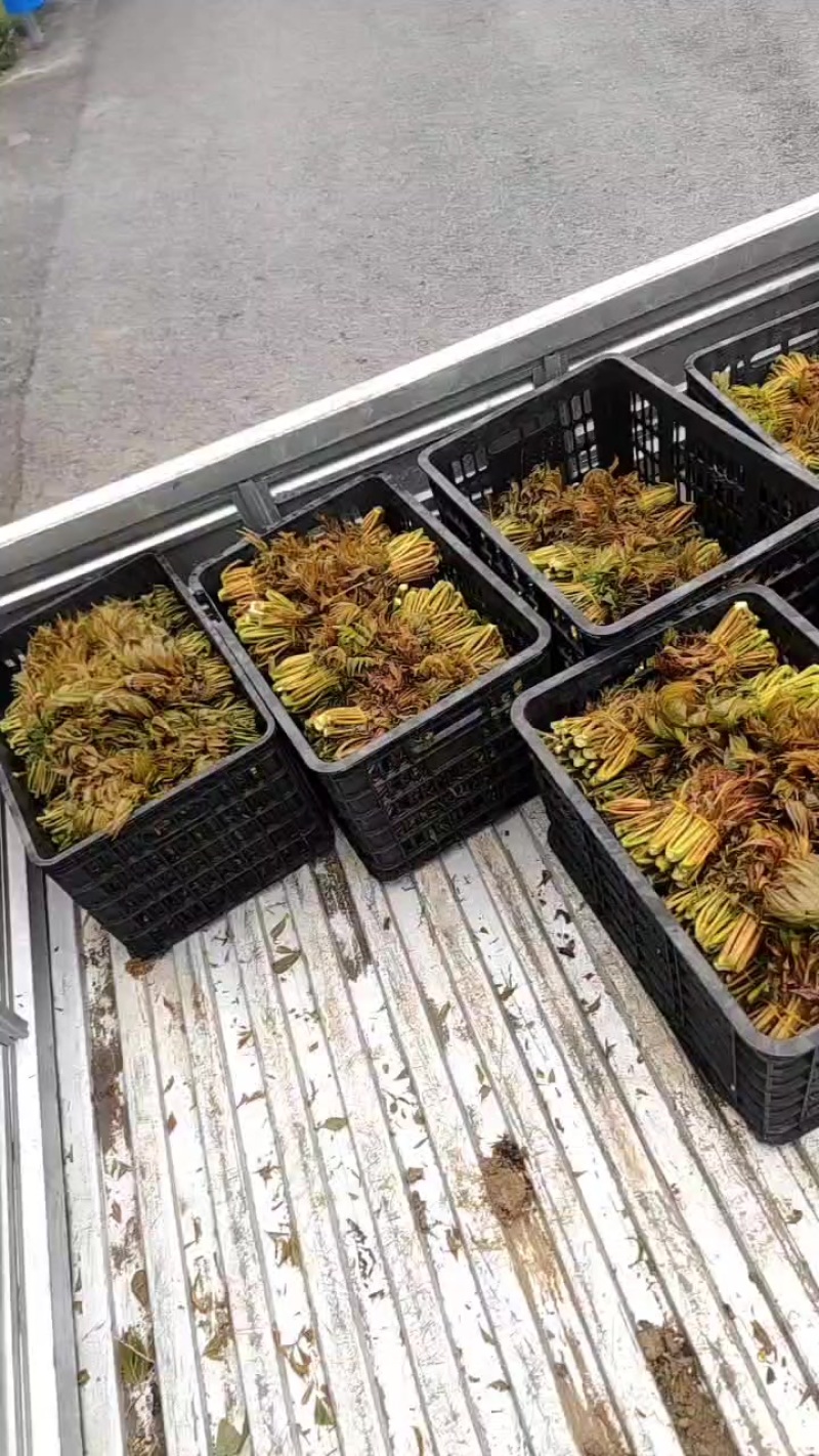 贵州道真红油香椿