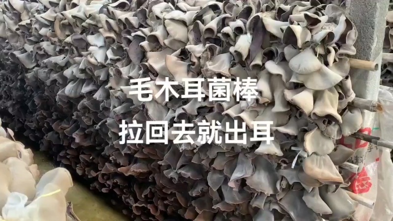 头茬毛木耳，基地直供，价格真实，来厂地看货，