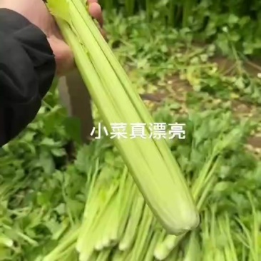 芹菜