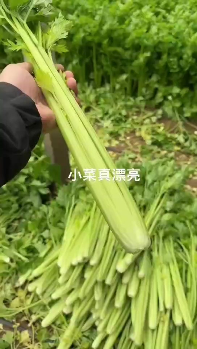 芹菜