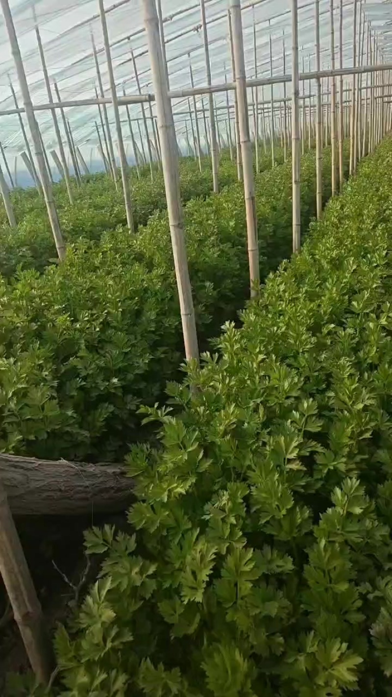 芹菜