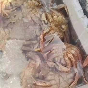 红毛蟹
