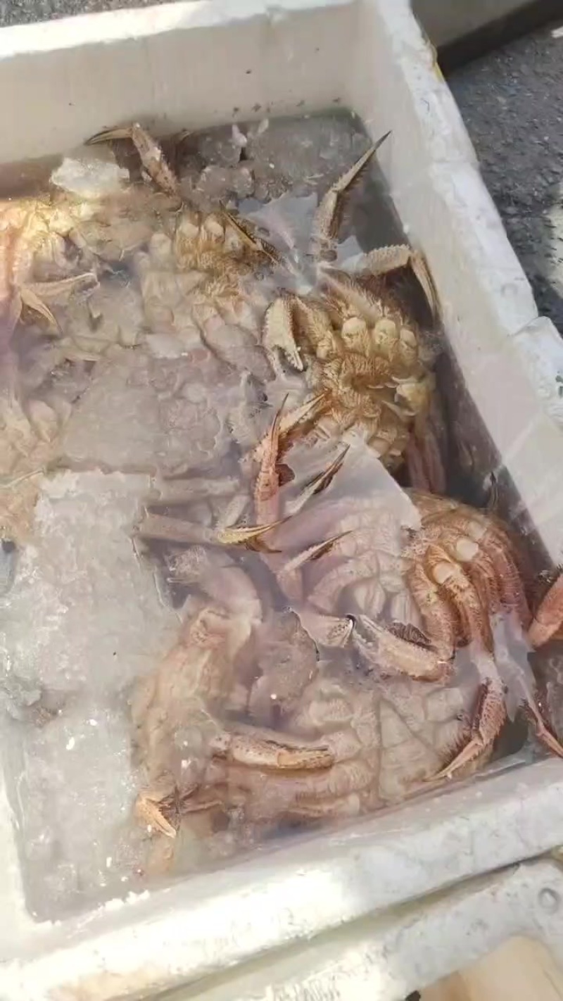 红毛蟹