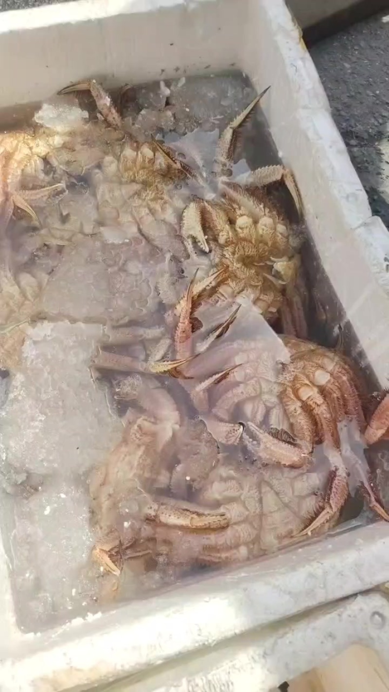 红毛蟹