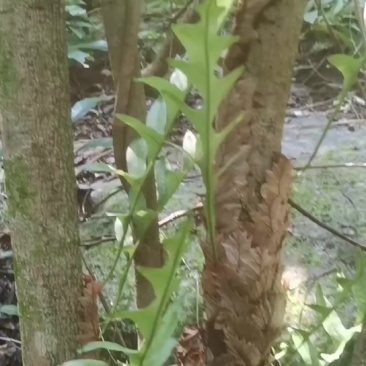 骨碎补，产地供应.货源稳定，欢迎各位来电咨询！量大价格优