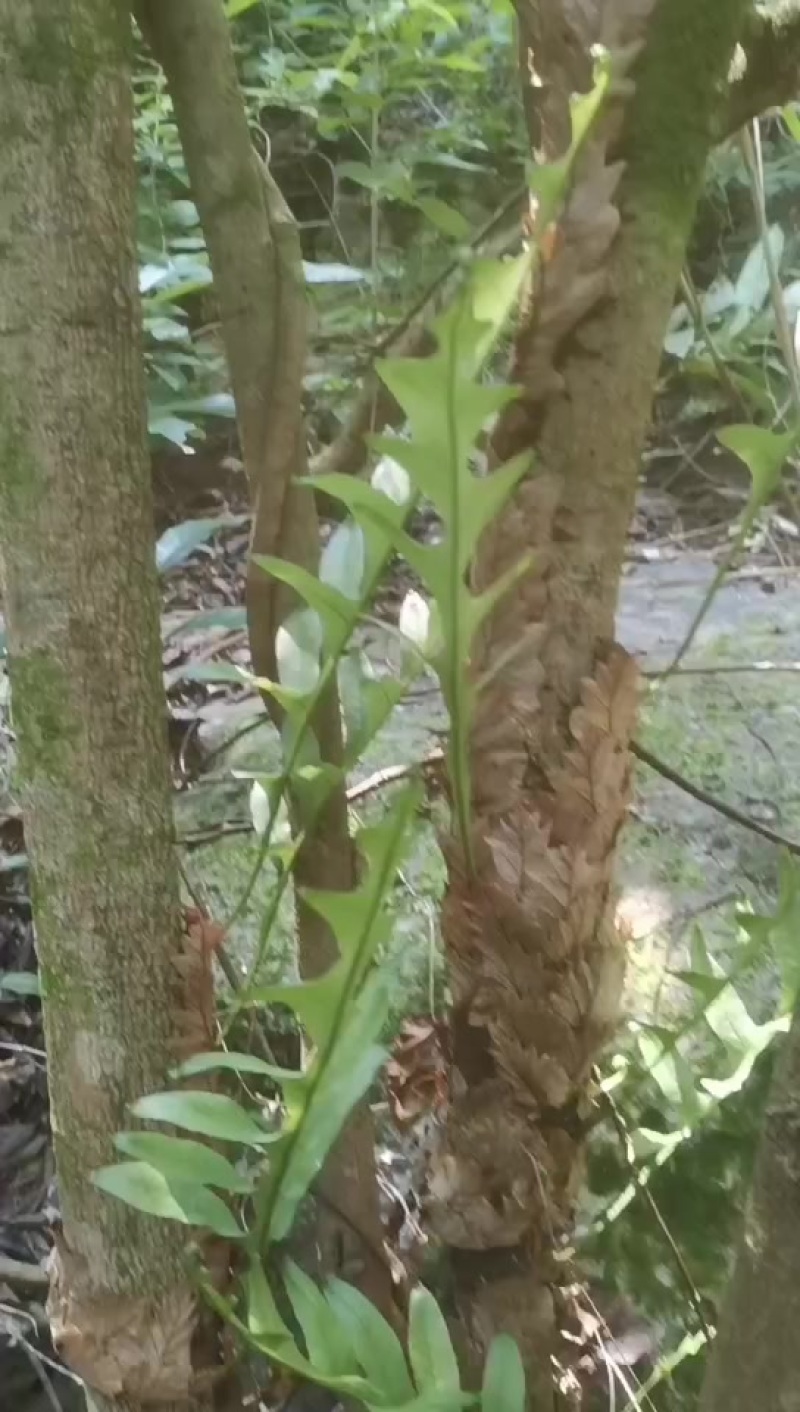 骨碎补，产地供应.货源稳定，欢迎各位来电咨询！量大价格优
