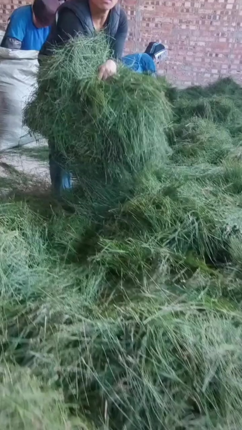 松针