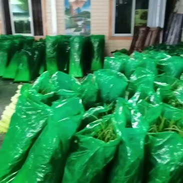 白帽蒜苔大量上市了，质量好，口嫩，