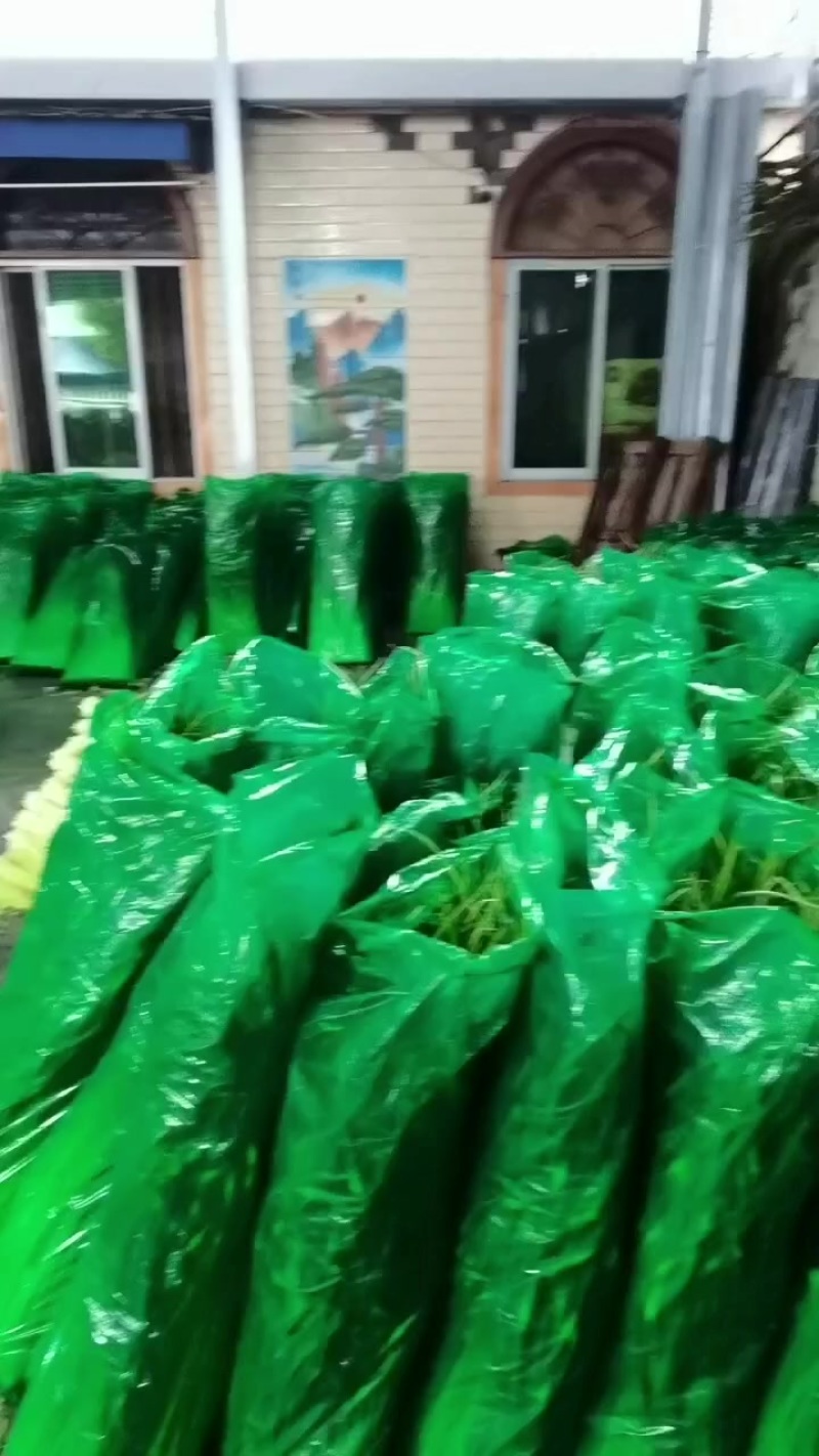 白帽蒜苔大量上市了，质量好，口嫩，