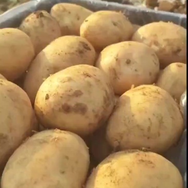 新沃土土豆