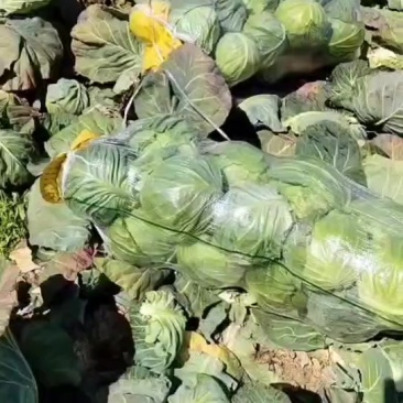 甘蓝精品甘蓝